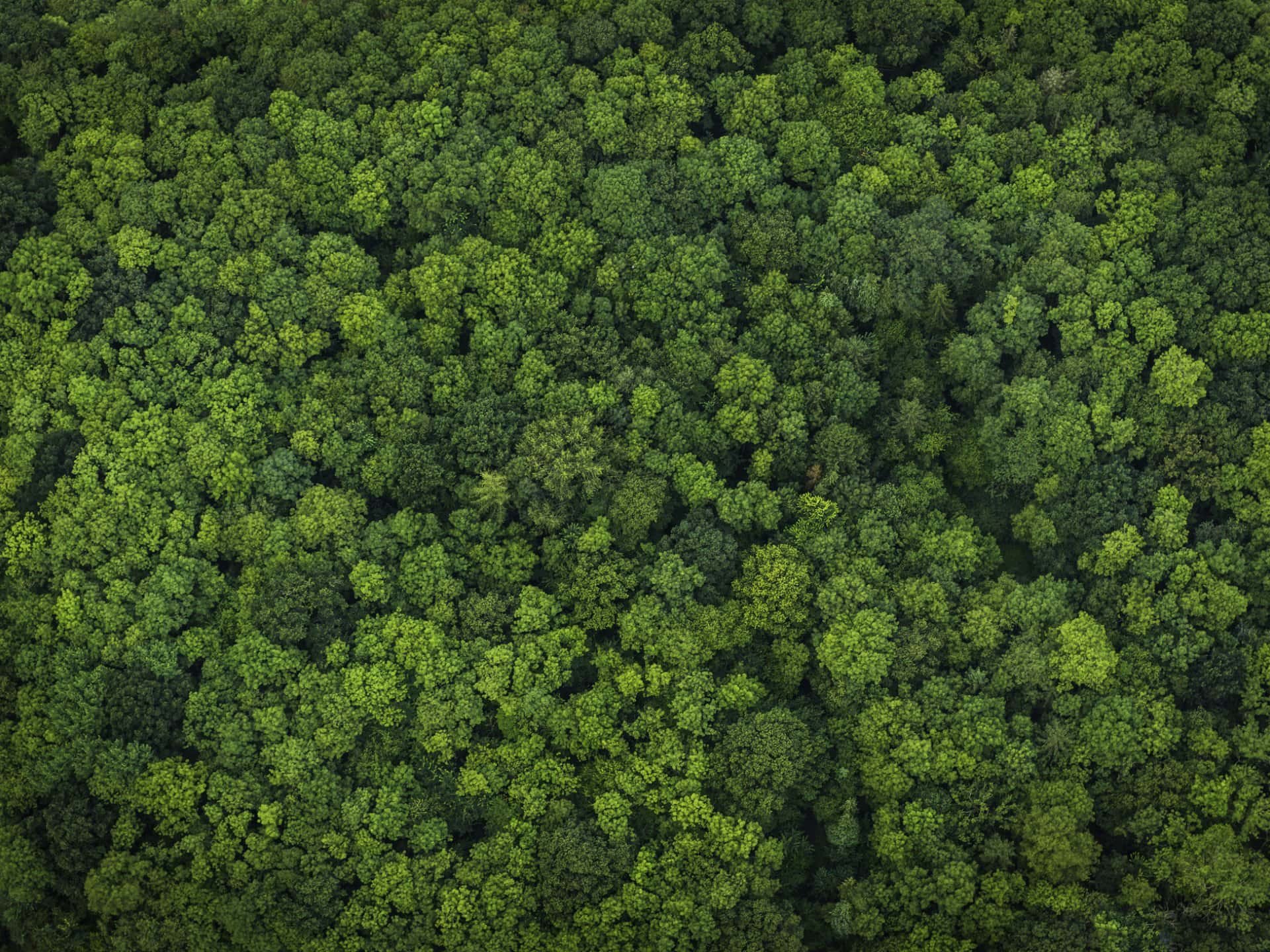Grønt bilde av tretopper
